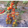 T33 Hongling no.88 f1 hybride TYLCV résistant indéterminé graines de tomates cerises rouges